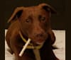 Gunner, a Labrador Retriever and American Pit Bull Terrier mix tested with EmbarkVet.com