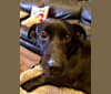 Sammy, a Chihuahua and Australian Shepherd mix tested with EmbarkVet.com
