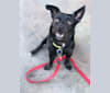 Ricky, a Chihuahua and Poodle (Small) mix tested with EmbarkVet.com