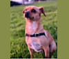 Max, a Chihuahua and Pomeranian mix tested with EmbarkVet.com