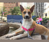 Gracie, an Australian Cattle Dog and Boxer mix tested with EmbarkVet.com