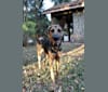 Akila, a German Shepherd Dog and Rhodesian Ridgeback mix tested with EmbarkVet.com