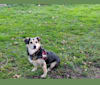Freja, an European Village Dog and Pekingese mix tested with EmbarkVet.com