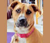 Mason, a Staffordshire Terrier and Labrador Retriever mix tested with EmbarkVet.com