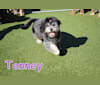 Tenney, a Pomeranian and Shih Tzu mix tested with EmbarkVet.com