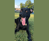 Luna, a Labrador Retriever and Staffordshire Terrier mix tested with EmbarkVet.com