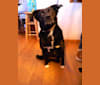 Sadie, a German Shepherd Dog and Boxer mix tested with EmbarkVet.com