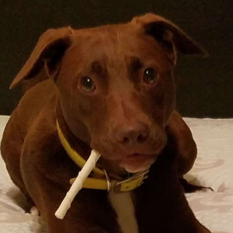 Gunner, a Labrador Retriever and American Pit Bull Terrier mix tested with EmbarkVet.com