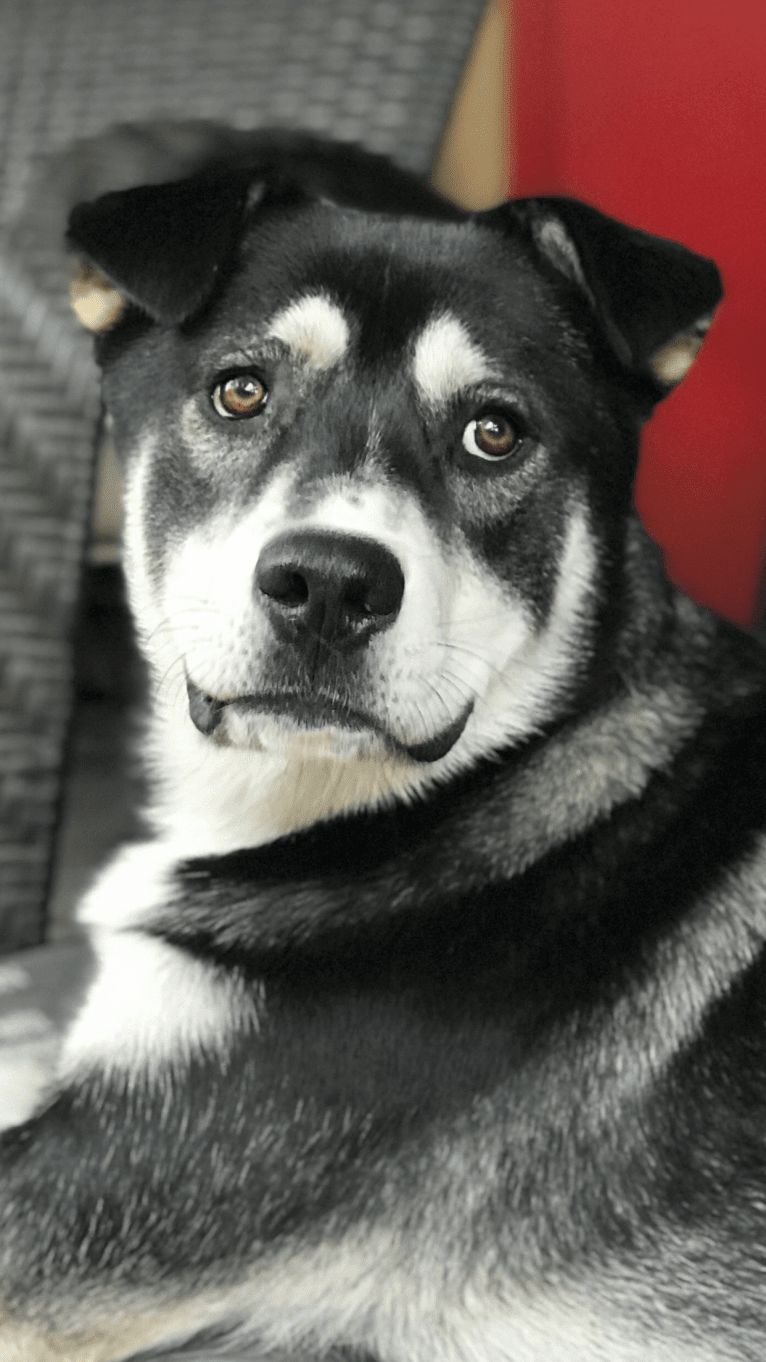 Kole Karter, a Siberian Husky and Labrador Retriever mix tested with EmbarkVet.com