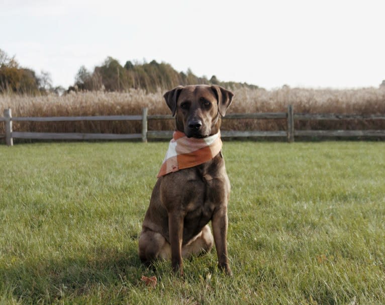 Nokona, an American Pit Bull Terrier and Labrador Retriever mix tested with EmbarkVet.com