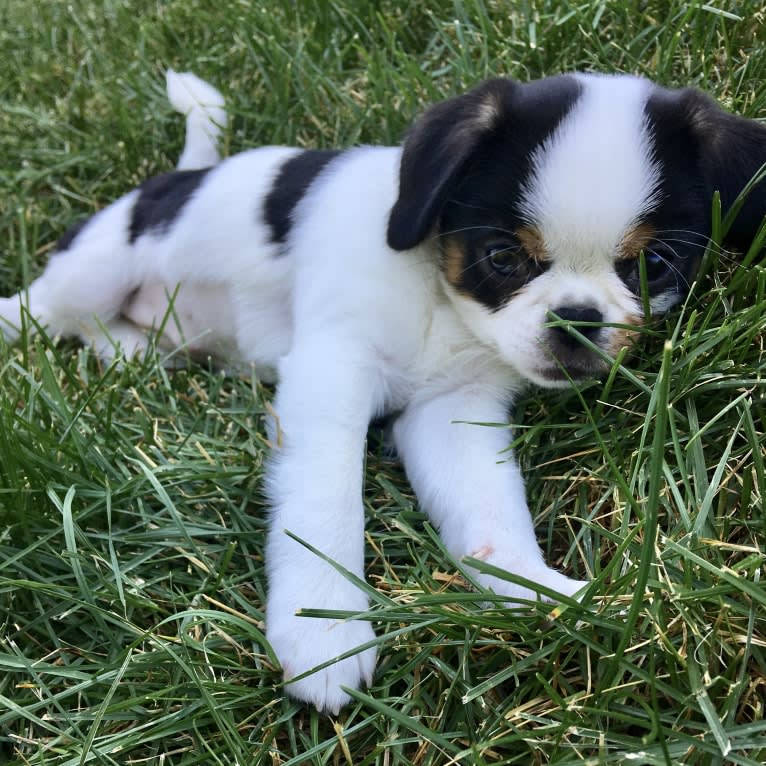 Poppy, a Japanese Chin and Boston Terrier mix tested with EmbarkVet.com