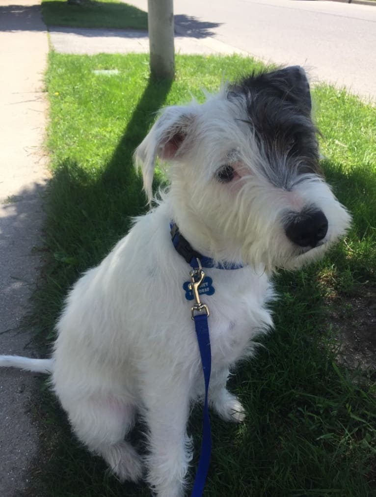 Embark Dog DNA Test Ratchet gallery