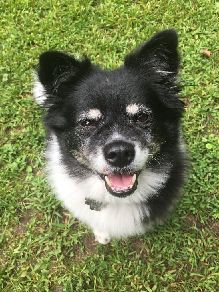 Piper, an American Eskimo Dog and Pomeranian mix tested with EmbarkVet.com