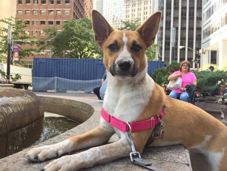 Gracie, an Australian Cattle Dog and Boxer mix tested with EmbarkVet.com