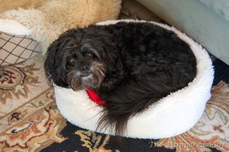 Sprout, a Poodle (Small) and Shih Tzu mix tested with EmbarkVet.com