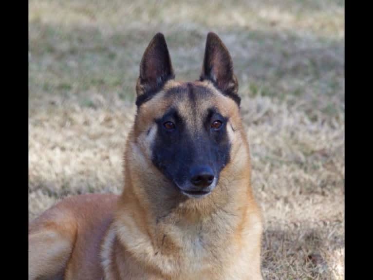 Dare, a Belgian Shepherd tested with EmbarkVet.com