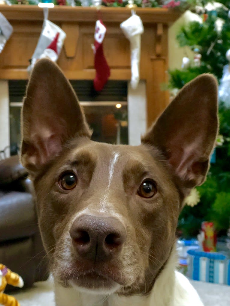 Gemini, a Border Collie and Australian Shepherd mix tested with EmbarkVet.com