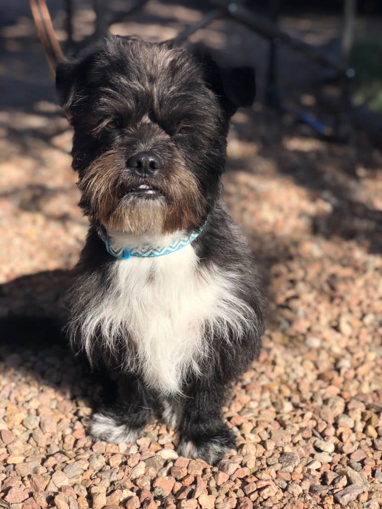 Tux, a Shih Tzu and Chihuahua mix tested with EmbarkVet.com