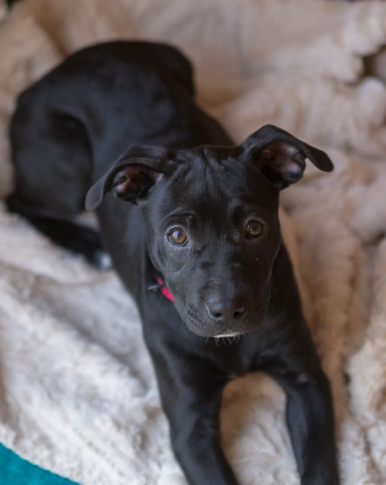 Sophie, an American Pit Bull Terrier and Chihuahua mix tested with EmbarkVet.com