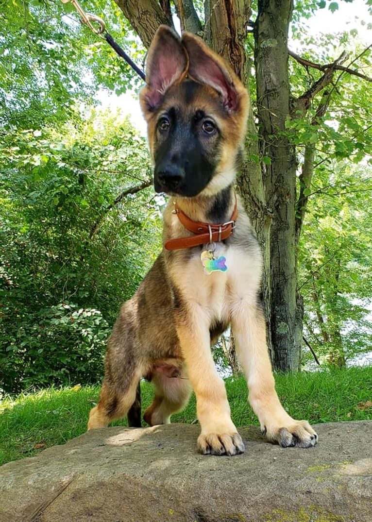 Quest, a German Shepherd Dog and Shiloh Shepherd mix tested with EmbarkVet.com