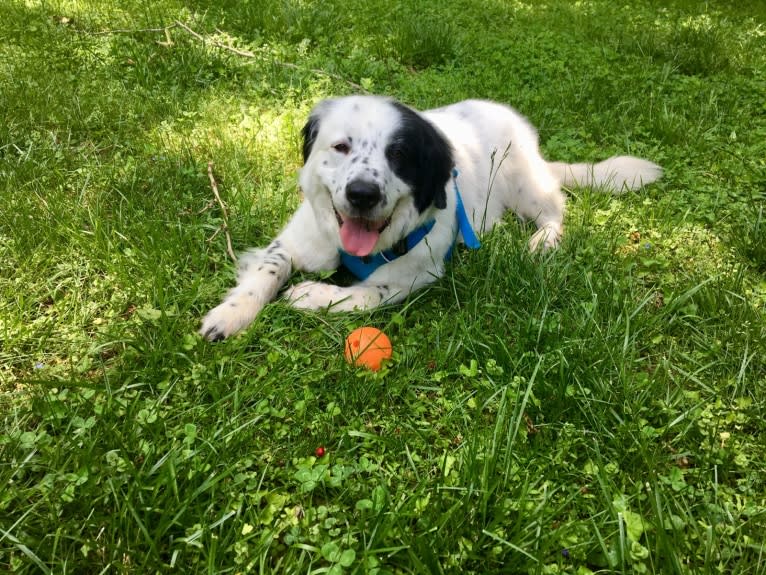 Milo, a Golden Retriever and Great Pyrenees mix tested with EmbarkVet.com