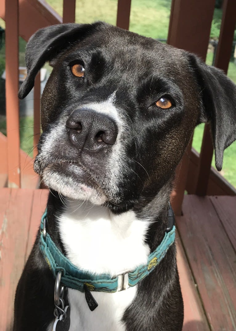 Wilson Xavier, a Boxer and Labrador Retriever mix tested with EmbarkVet.com