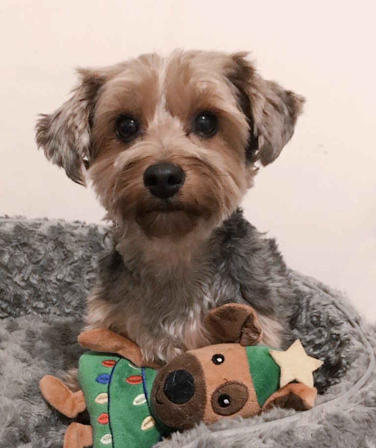 Taffy, a Yorkshire Terrier tested with EmbarkVet.com