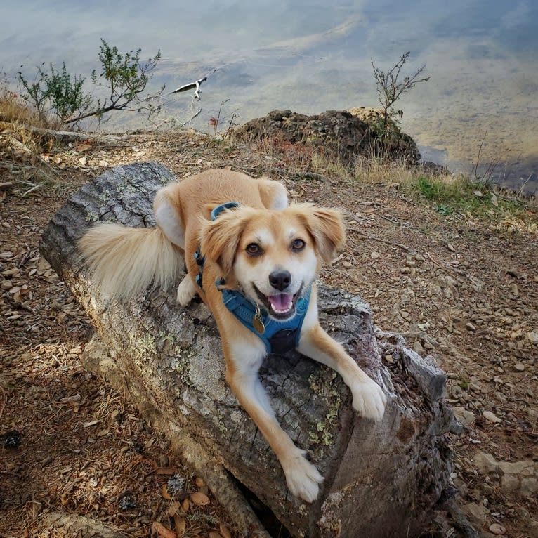 Dougie, a Chihuahua and Dachshund mix tested with EmbarkVet.com