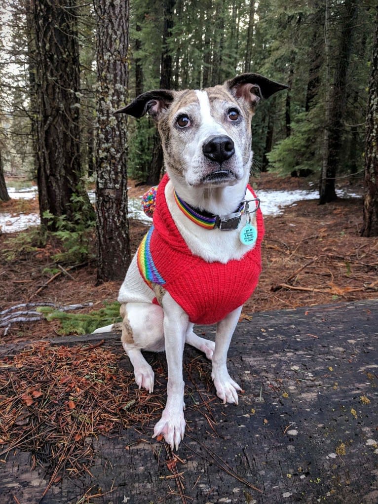 Maeby, an American Pit Bull Terrier and Chow Chow mix tested with EmbarkVet.com