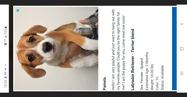 Pandora, an American Pit Bull Terrier and German Shepherd Dog mix tested with EmbarkVet.com