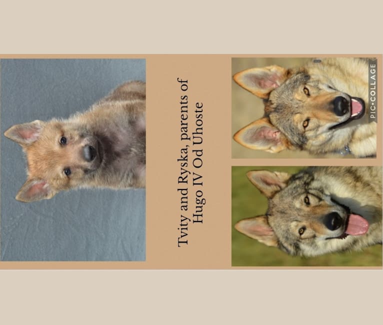 Hugo, a Czechoslovakian Vlcak tested with EmbarkVet.com