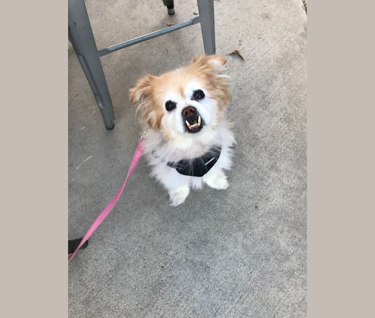 Photo of Maggie, a Pekingese, Chihuahua, Pomeranian, and Mixed mix in Temecula, California, USA