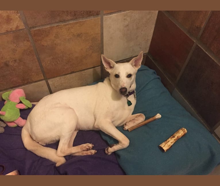 Embark Dog DNA Test Breed
