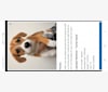 Pandora, an American Pit Bull Terrier and German Shepherd Dog mix tested with EmbarkVet.com
