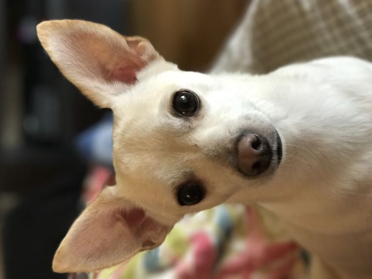 Andy, a Chihuahua tested with EmbarkVet.com