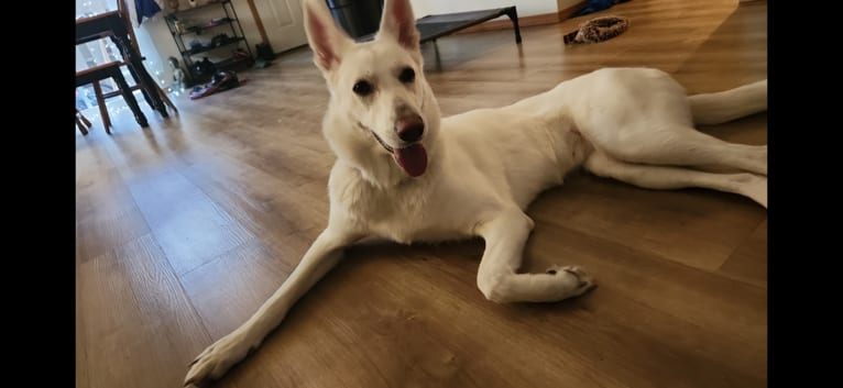 Sundae, a White Shepherd tested with EmbarkVet.com