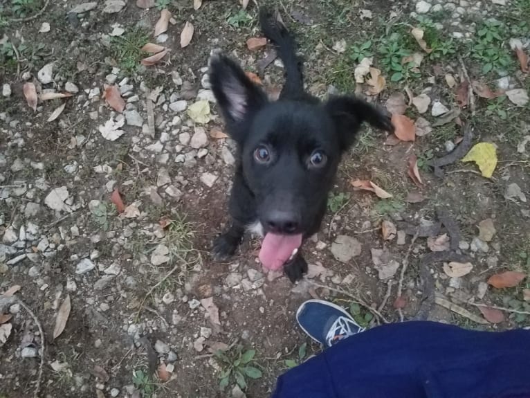 Sparrow, a Labrador Retriever and Border Collie mix tested with EmbarkVet.com