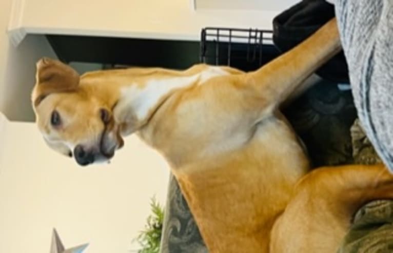 Her name is Sage, an American Bulldog and Labrador Retriever mix tested with EmbarkVet.com