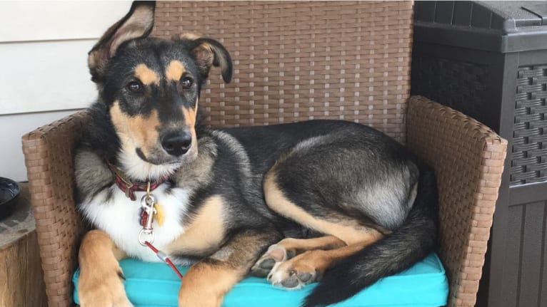 Bauer, an Alaskan Malamute and Shetland Sheepdog mix tested with EmbarkVet.com