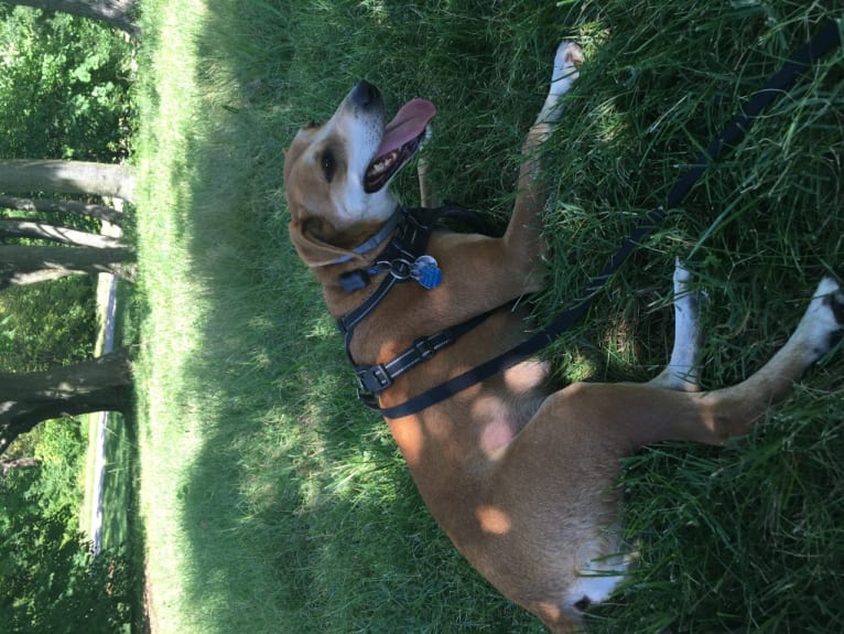 Stanley, a Mountain Cur tested with EmbarkVet.com