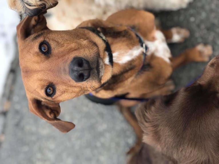 Rocky, an American English Coonhound and Beagle mix tested with EmbarkVet.com