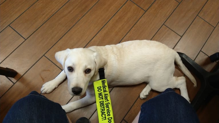 Missy, a Labrador Retriever tested with EmbarkVet.com