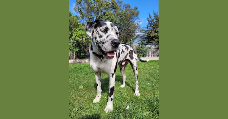 Moose, a Great Dane and American Bulldog mix tested with EmbarkVet.com