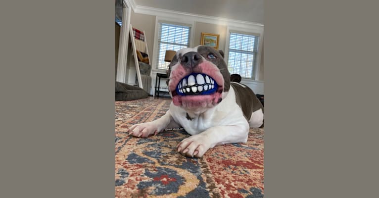 Rhino, an American Bully and Bulldog mix tested with EmbarkVet.com