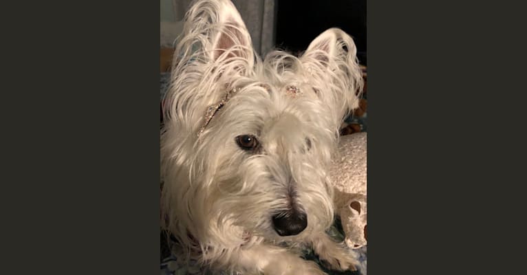 Lucy Anne Preston, a West Highland White Terrier tested with EmbarkVet.com