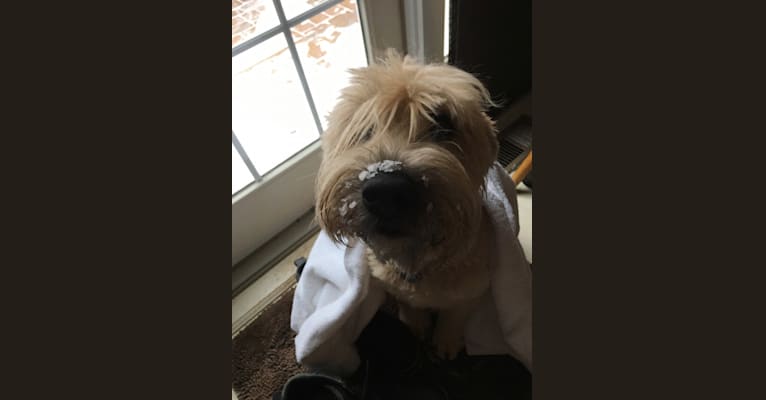Desmond, a Soft Coated Wheaten Terrier tested with EmbarkVet.com