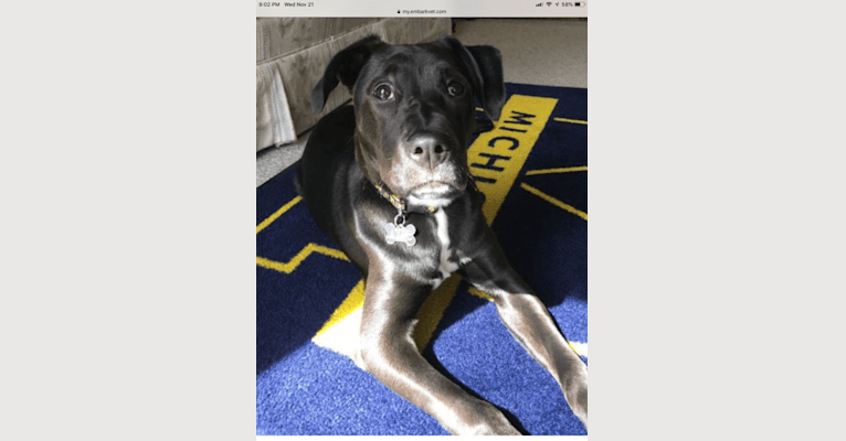 Axel, a Staffordshire Terrier and Rottweiler mix tested with EmbarkVet.com