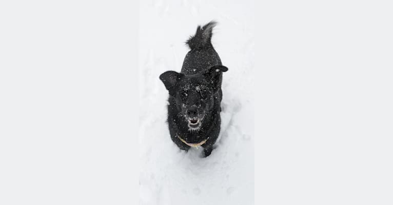 Freya, a Norwegian Elkhound and Golden Retriever mix tested with EmbarkVet.com
