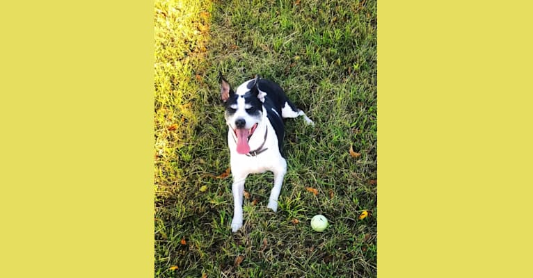 Maddie, an American Pit Bull Terrier and Rat Terrier mix tested with EmbarkVet.com
