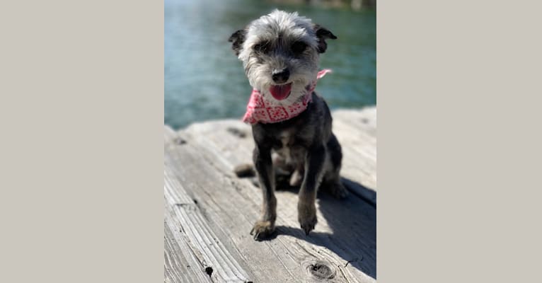 Photo of Bandit, a Chihuahua, Poodle (Small), and Mixed mix in Los Angeles, California, USA
